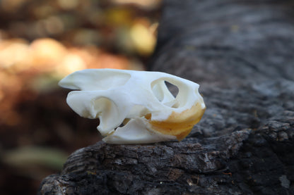 Red Eared Slider Skull