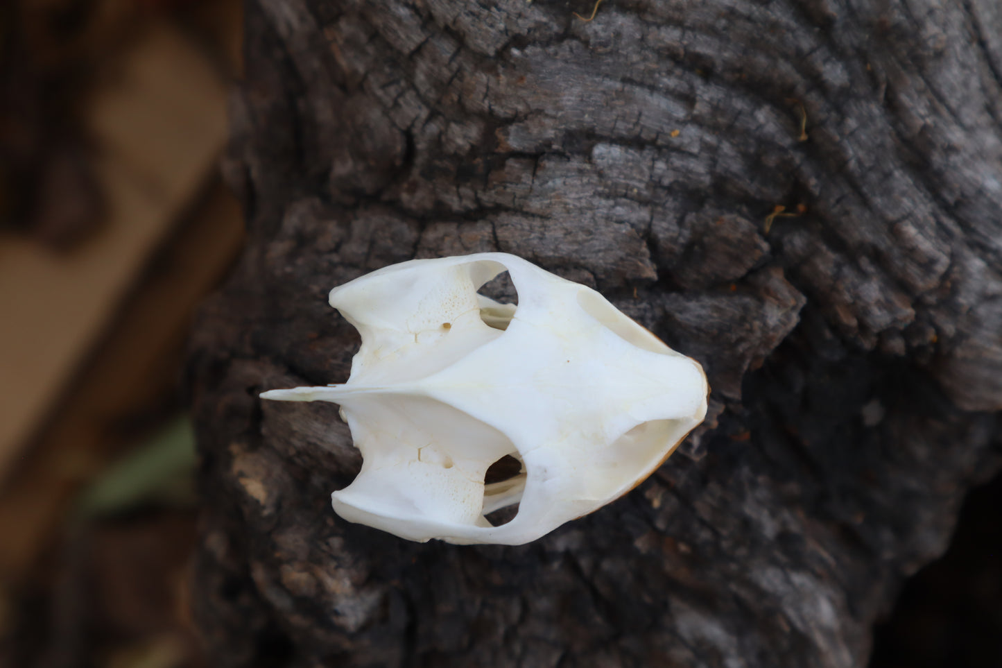 Red Eared Slider Skull