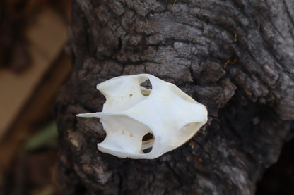 Red Eared Slider Skull