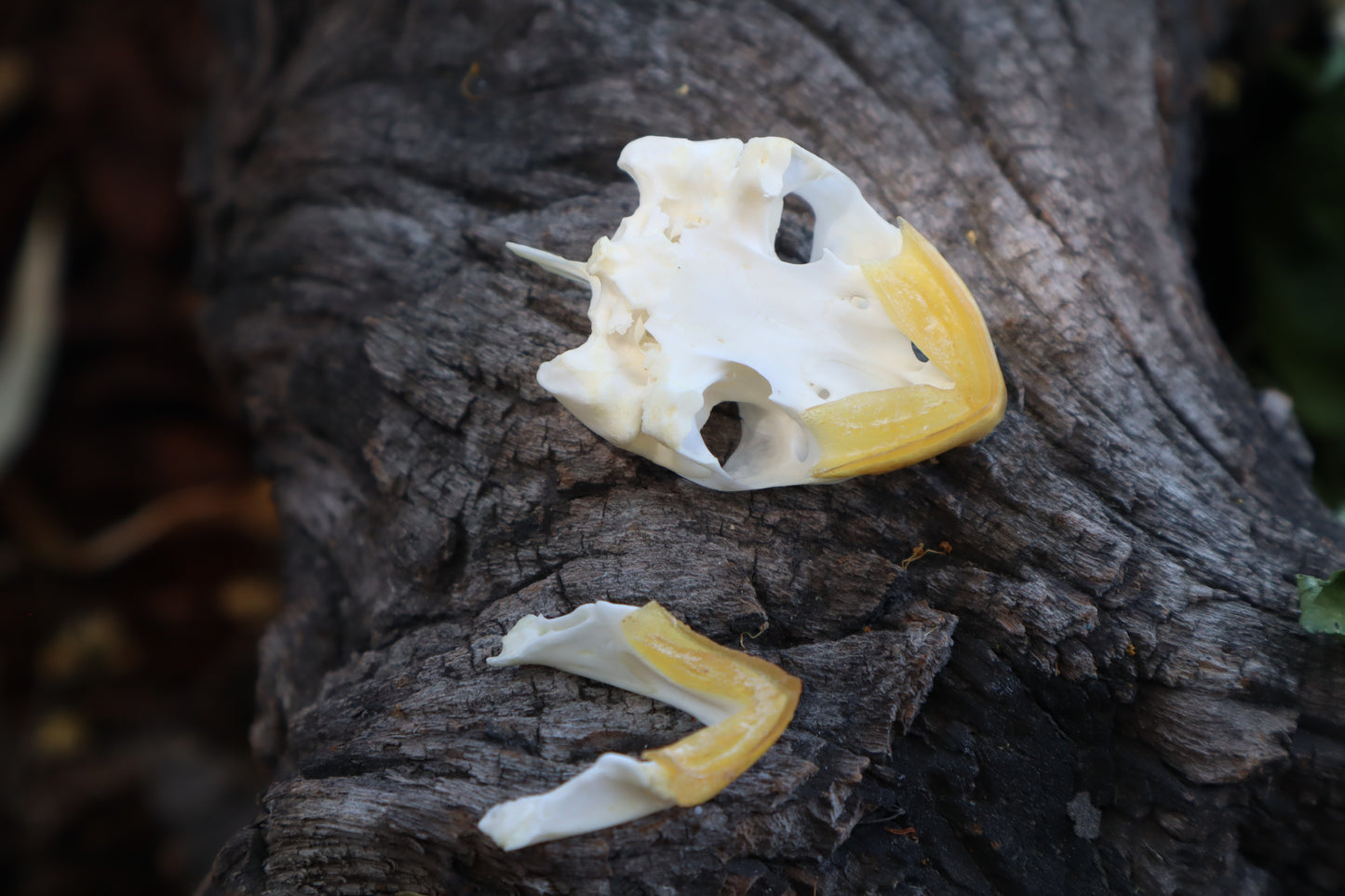 Red Eared Slider Skull