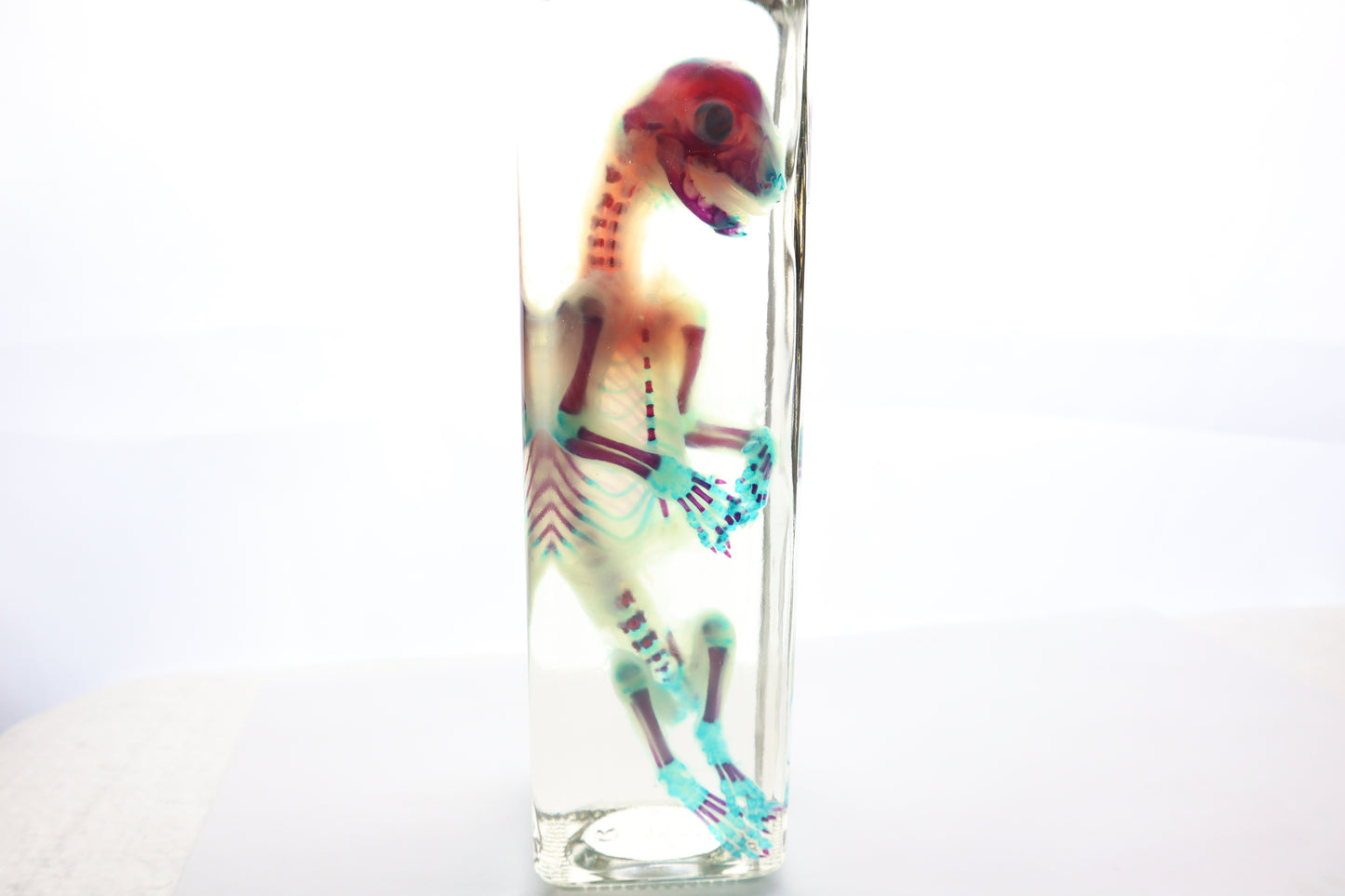 Diaphonized Fetal Bobcat