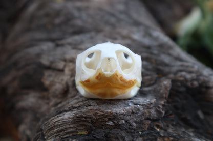 Red Eared Slider Skull
