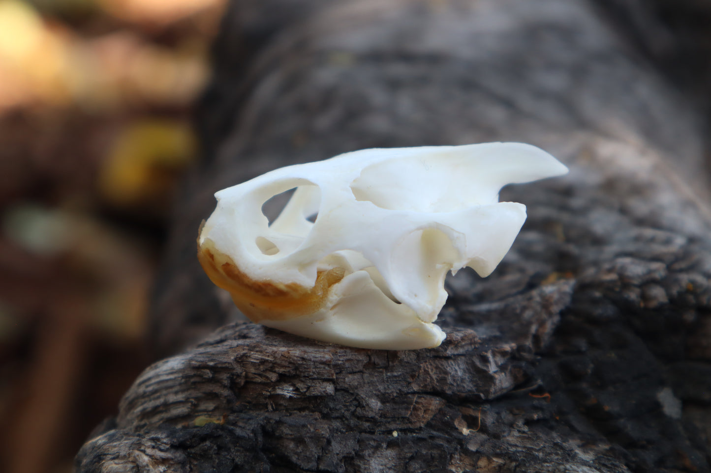 Red Eared Slider Skull