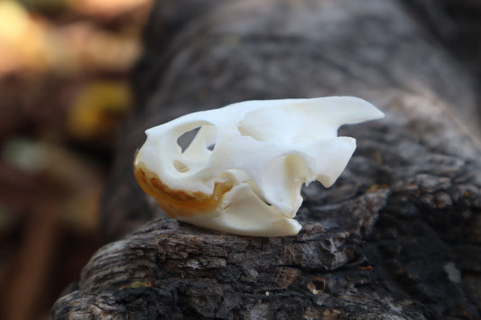 Red Eared Slider Skull