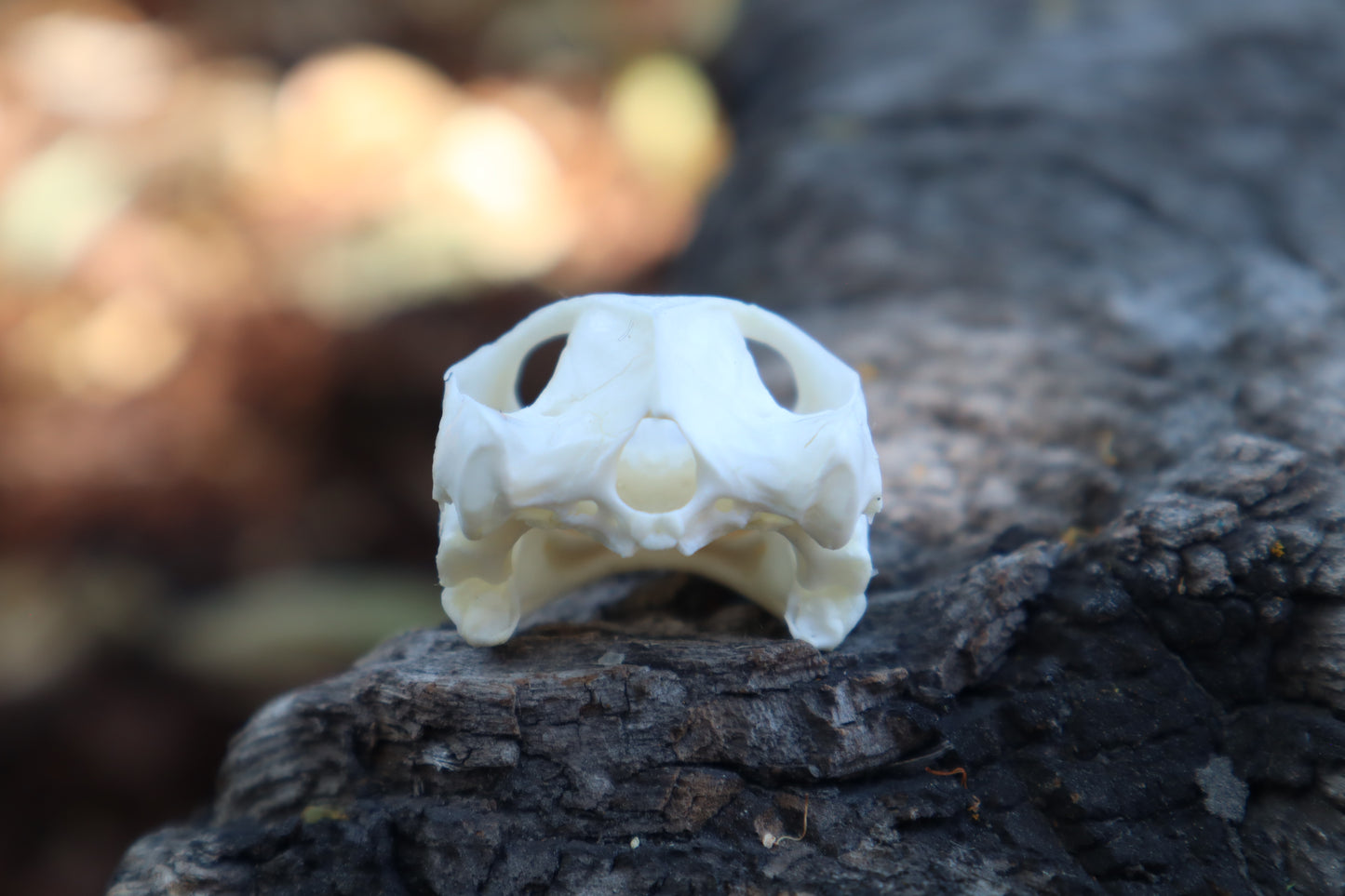 Red Eared Slider Skull