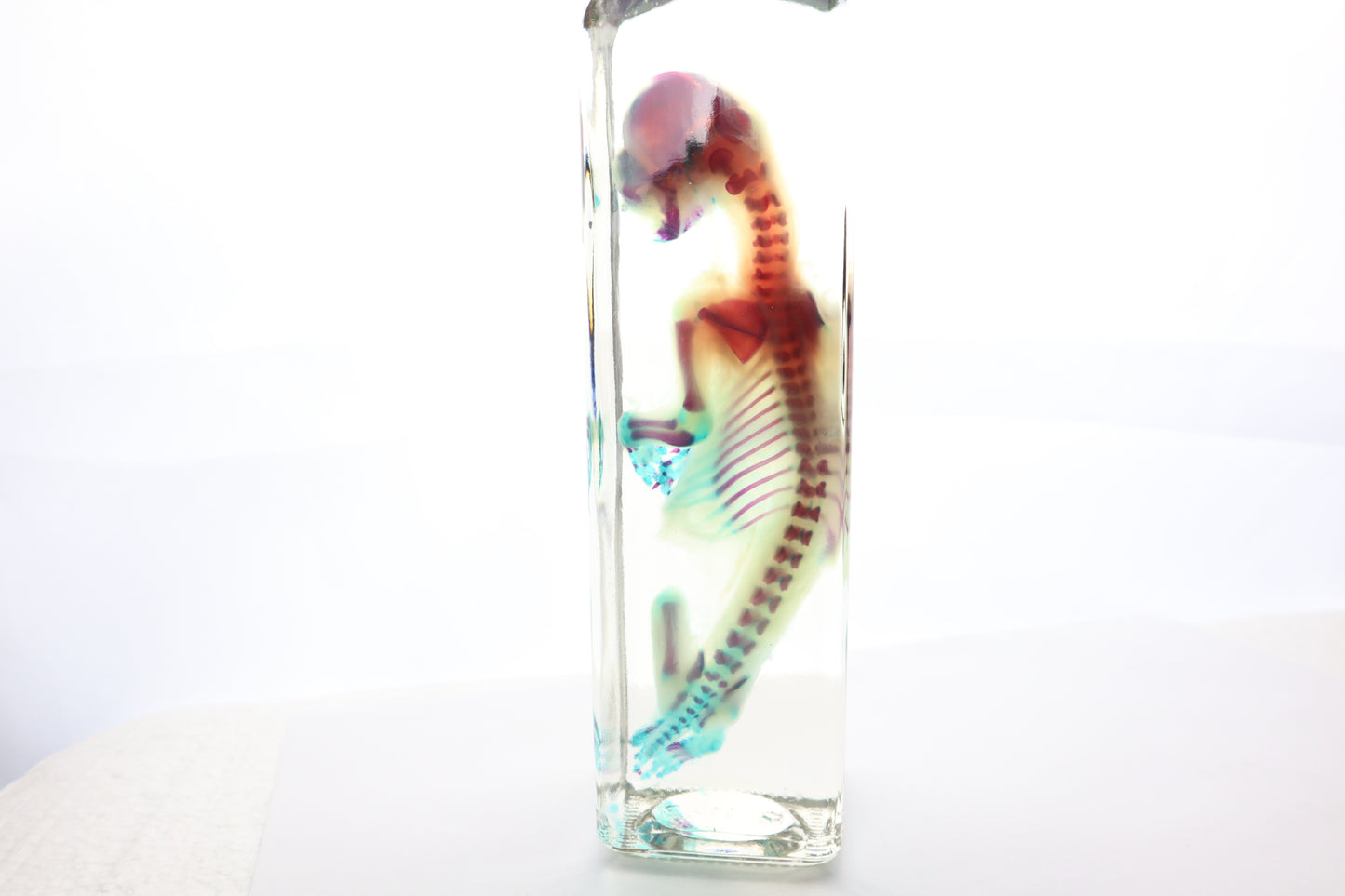 Diaphonized Fetal Bobcat