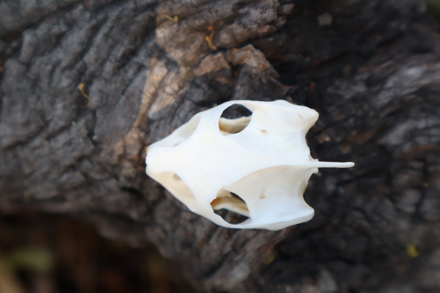 Red Eared Slider Skull