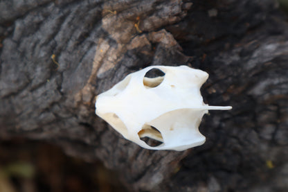 Red Eared Slider Skull