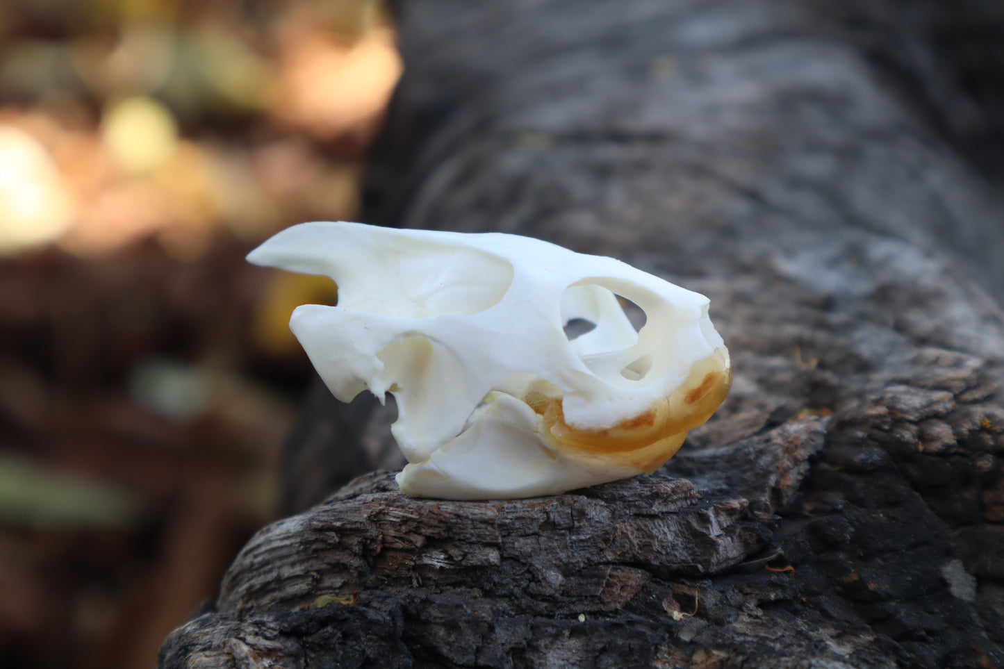 Red Eared Slider Skull