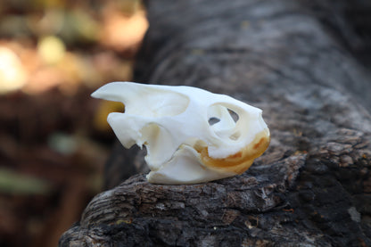 Red Eared Slider Skull