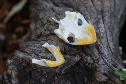 Red Eared Slider Skull