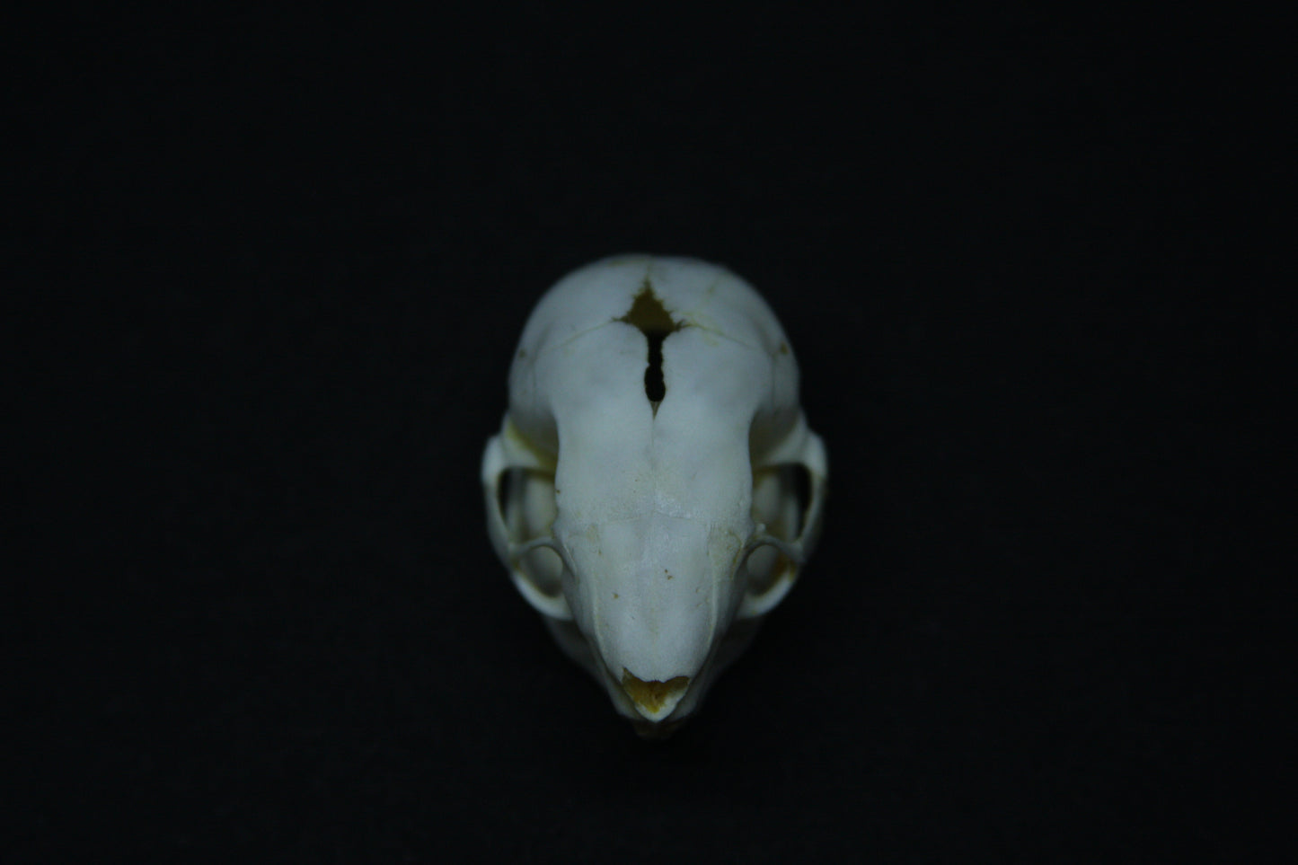 Fetal Nutria Skull