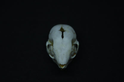Fetal Nutria Skull