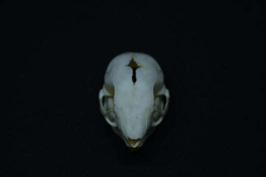 Fetal Nutria Skull