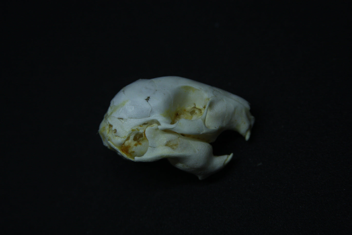Fetal Nutria Skull