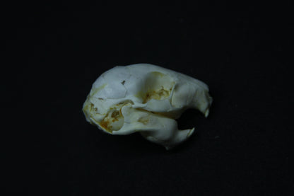 Fetal Nutria Skull