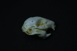 Fetal Nutria Skull