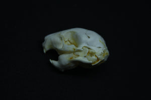 Fetal Nutria Skull