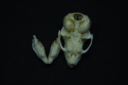 Fetal Nutria Skull