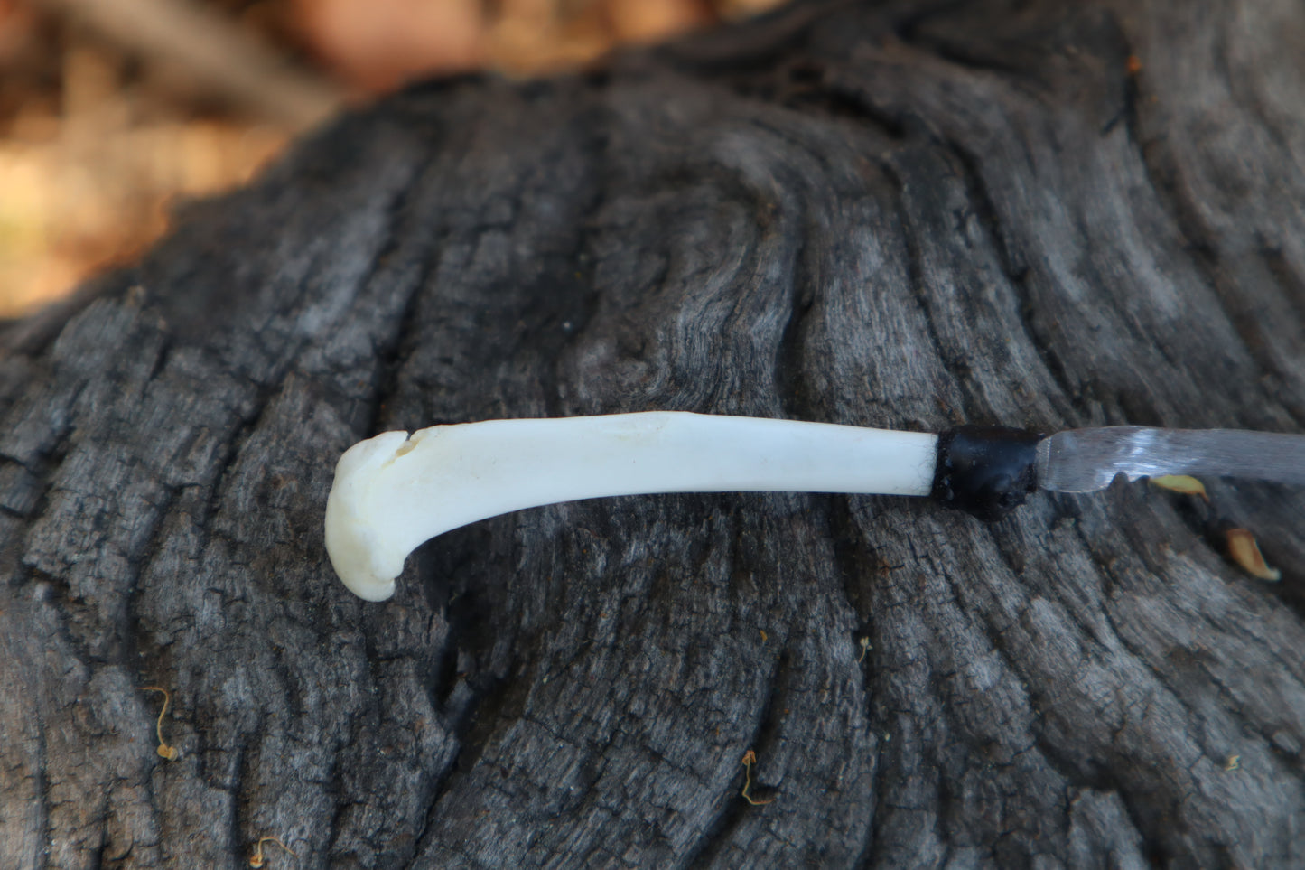 Eastern Gray Squirrel Tibia Knife