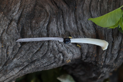 Eastern Gray Squirrel Tibia Knife