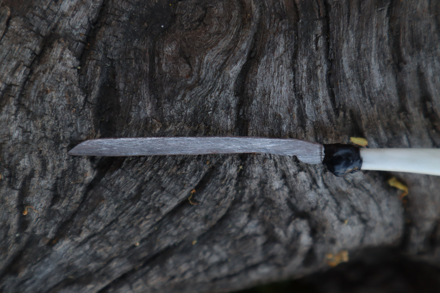 Eastern Gray Squirrel Tibia Knife