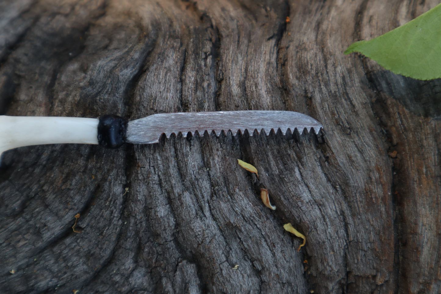 Eastern Gray Squirrel Femur Knife