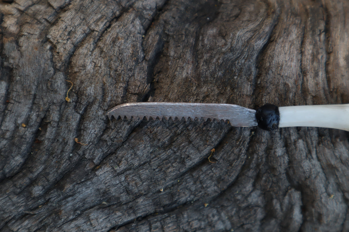 Eastern Gray Squirrel Femur Knife