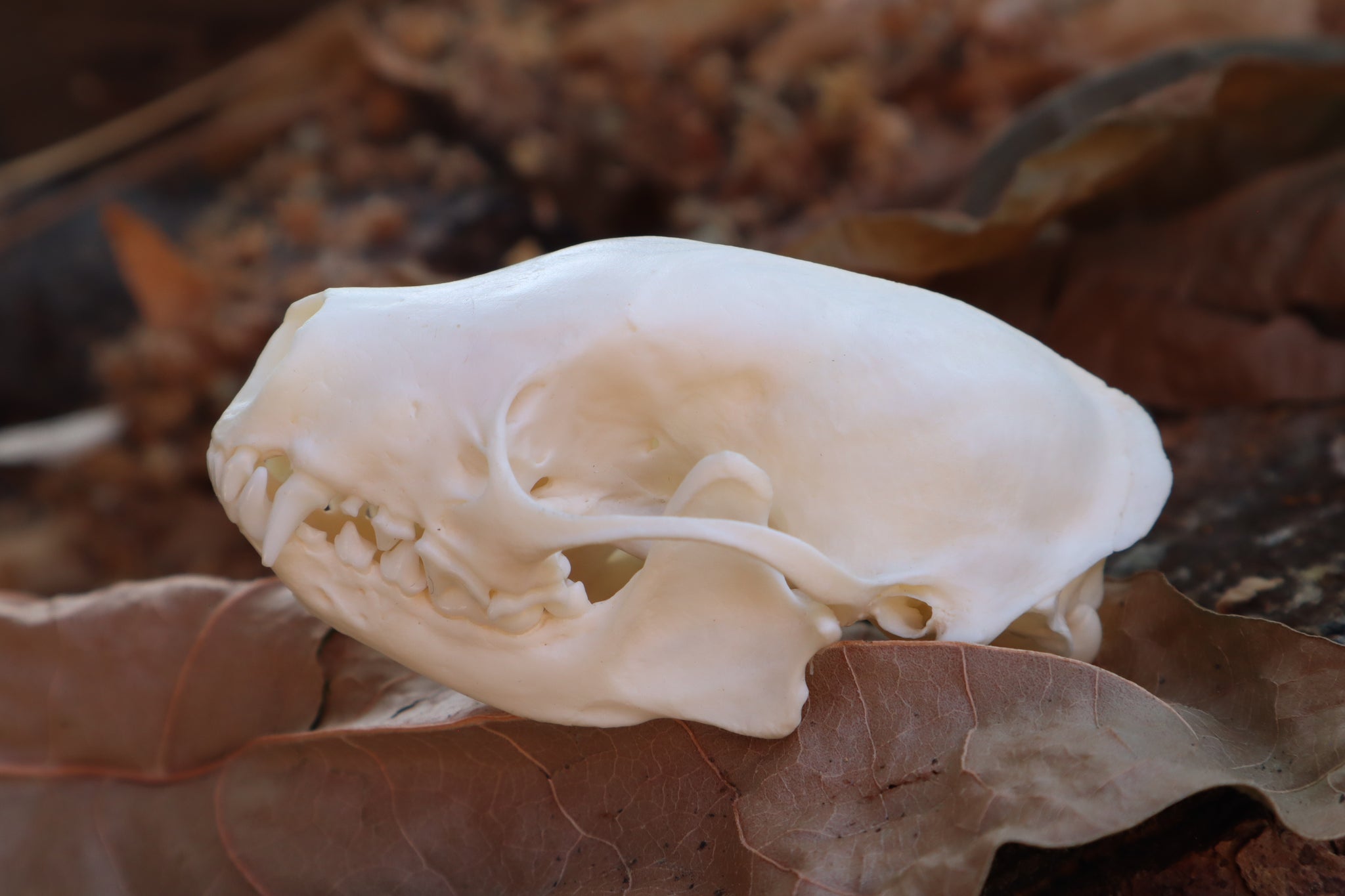 Striped Skunk Skull