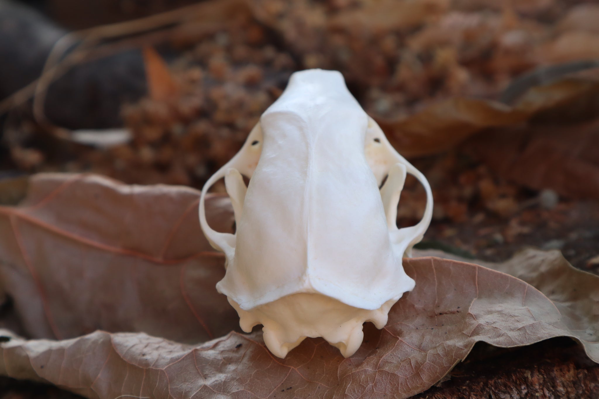 Striped Skunk Skull