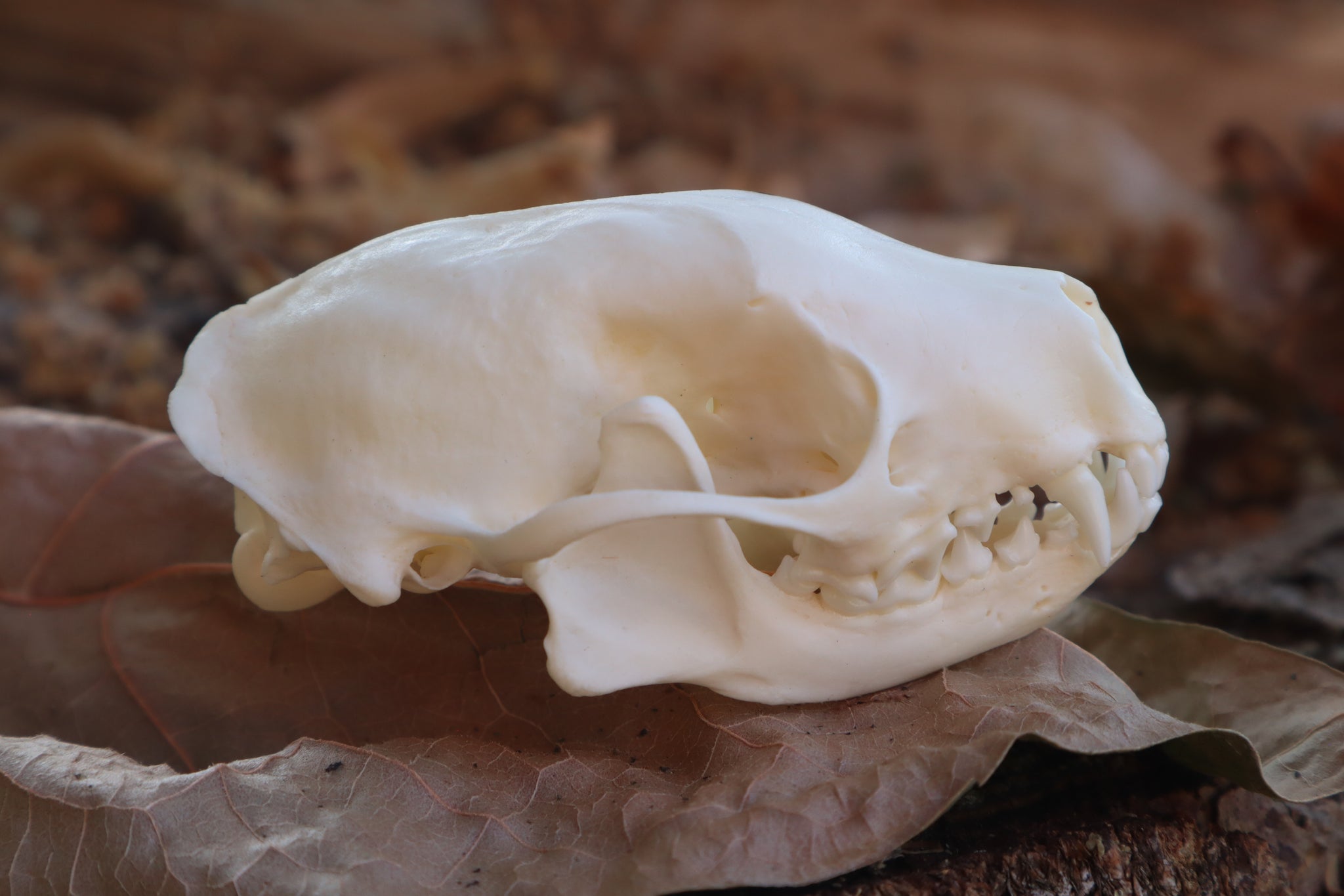 Striped Skunk Skull