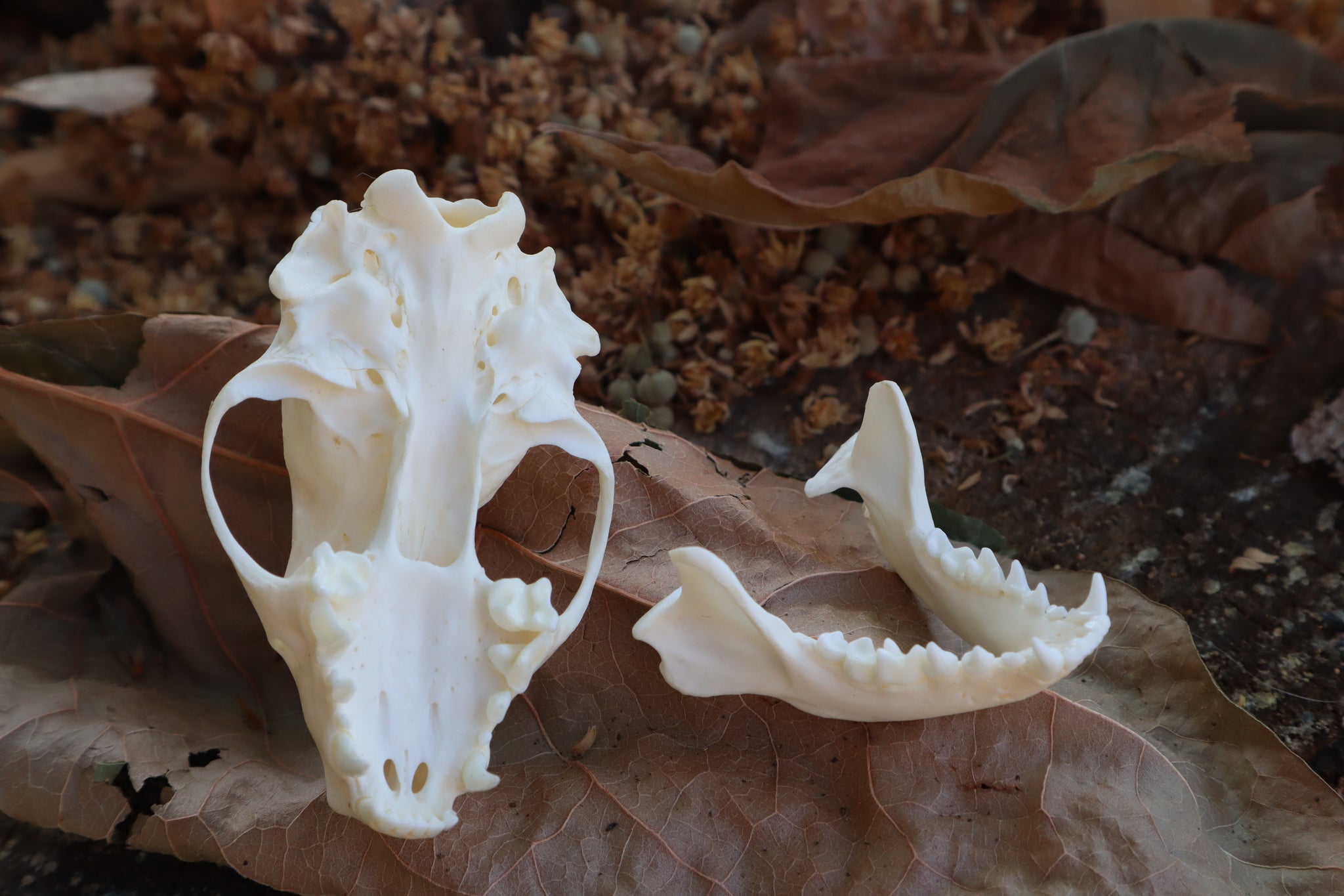 Striped Skunk Skull