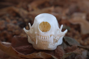 Striped Skunk Skull