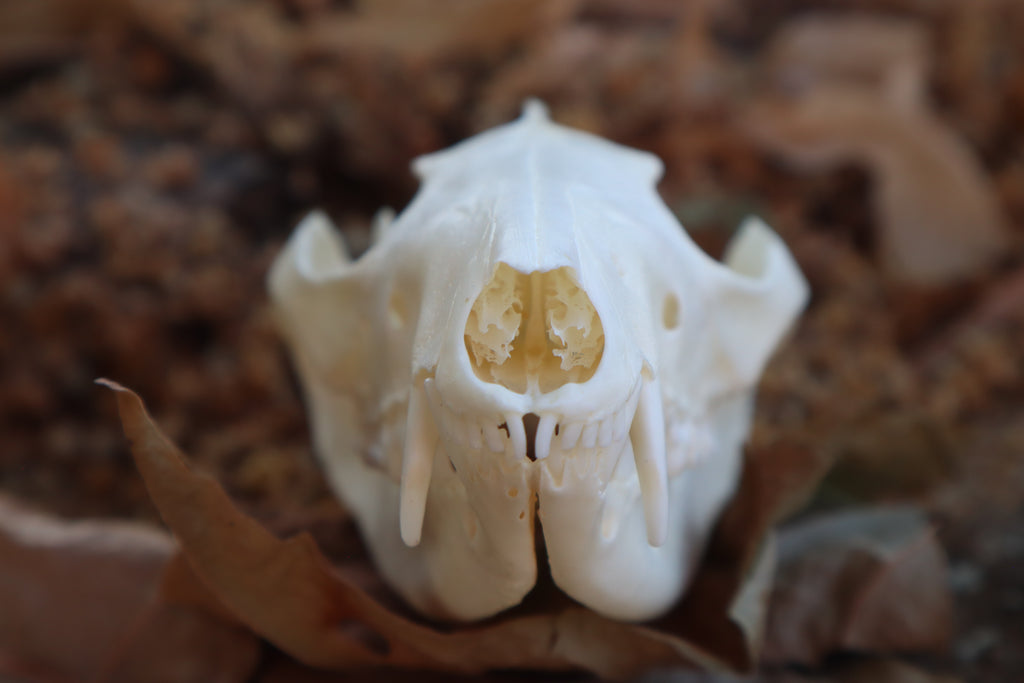 Opossum Skull