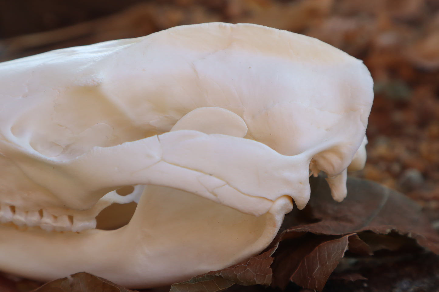 Opossum Skull