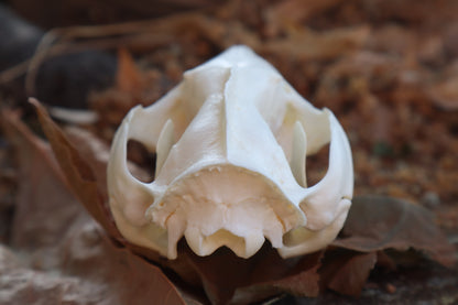Opossum Skull