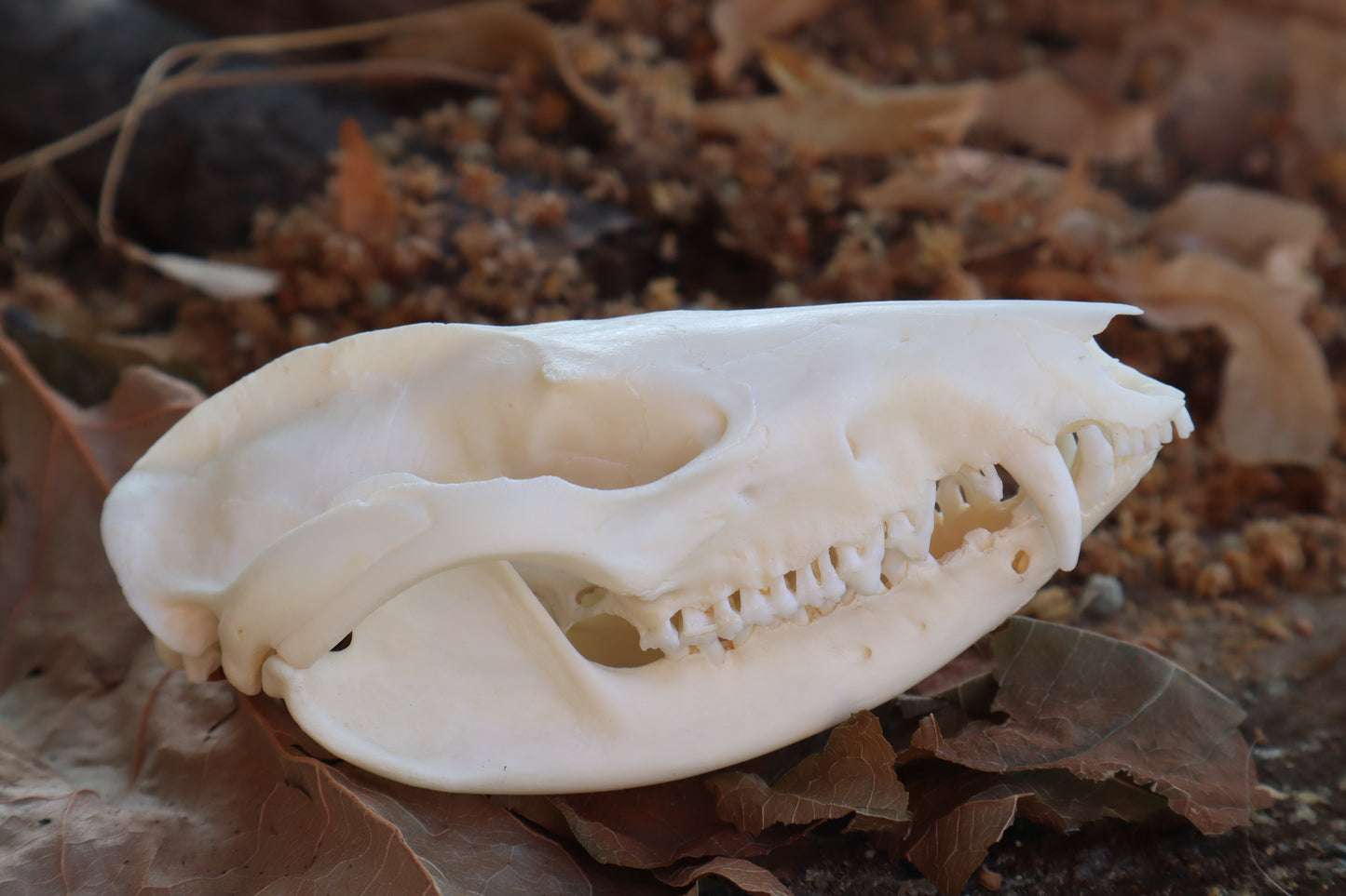 Opossum Skull