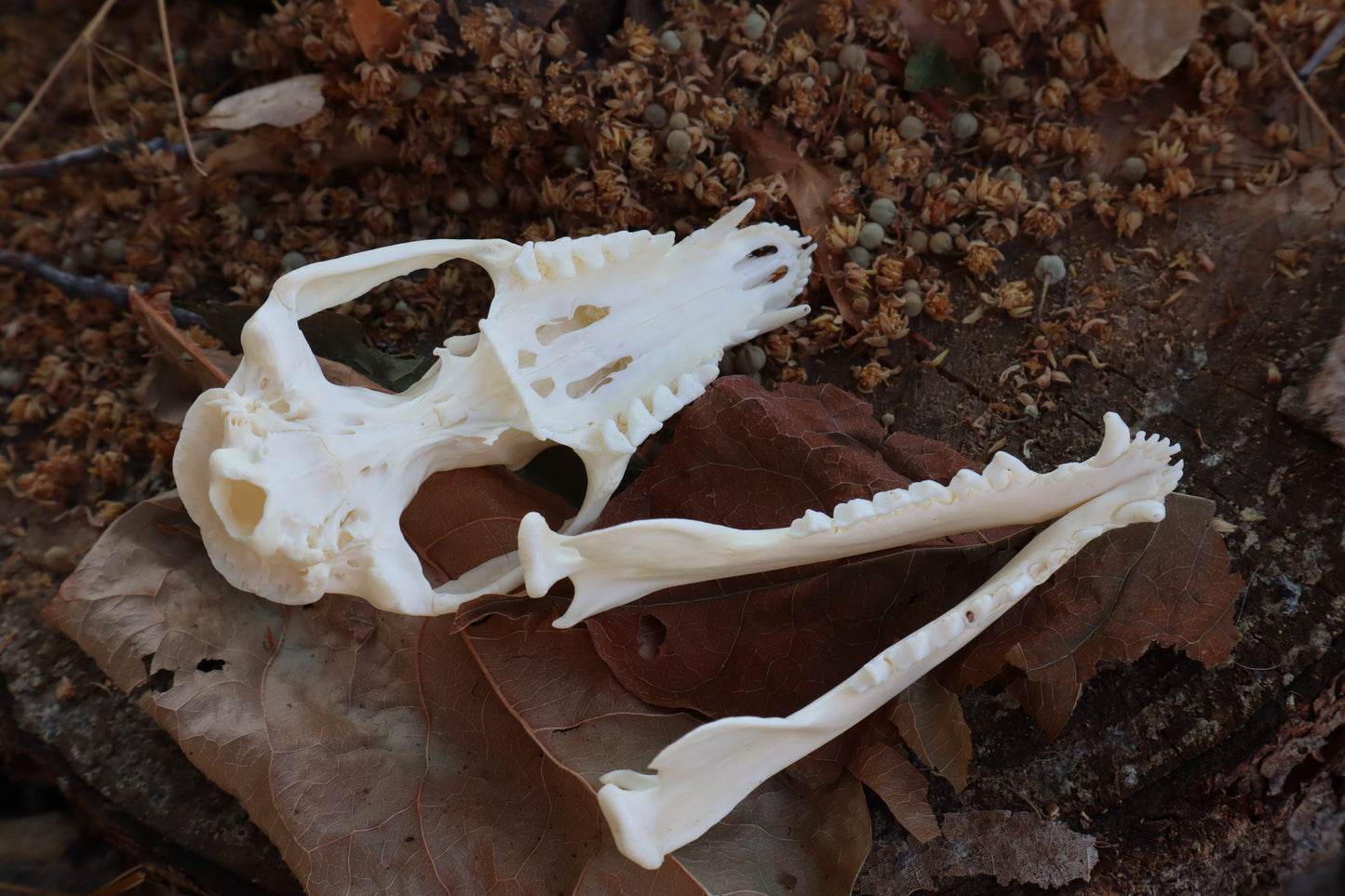 Opossum Skull
