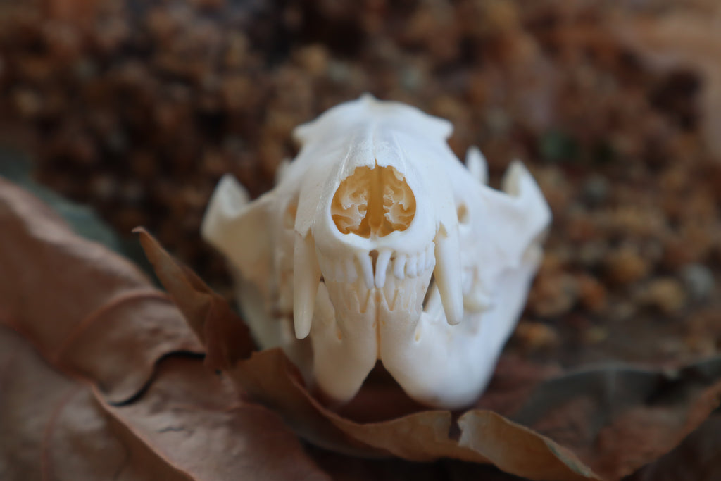Juvenile Opossum Skull