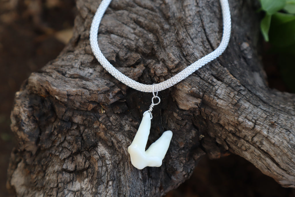 Gray Wolf Tooth Necklace
