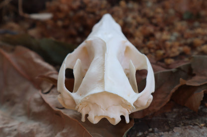 Juvenile Opossum Skull