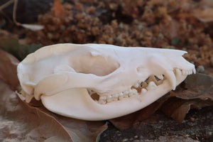Juvenile Opossum Skull