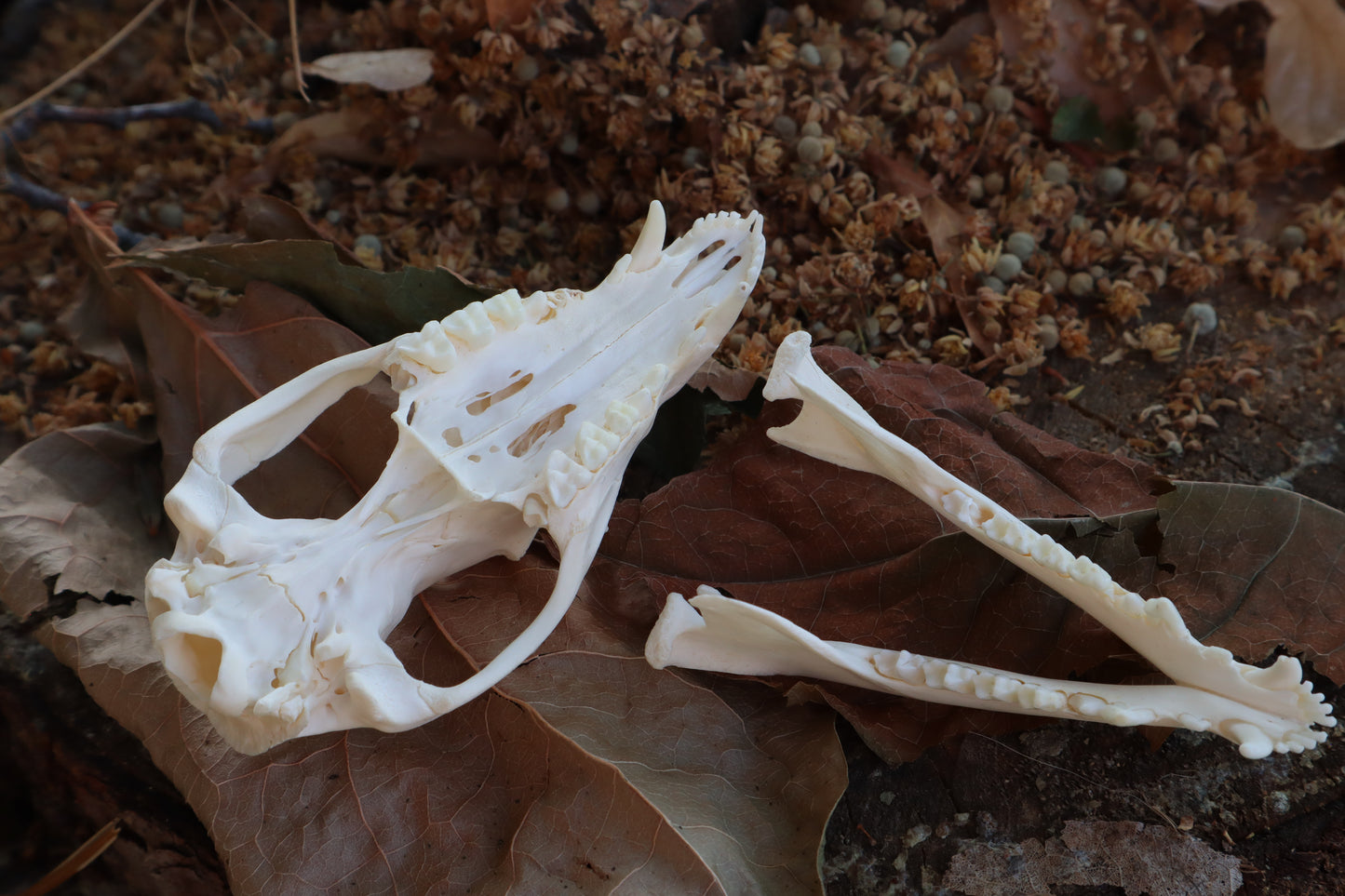 Juvenile Opossum Skull
