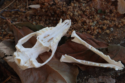 Juvenile Opossum Skull