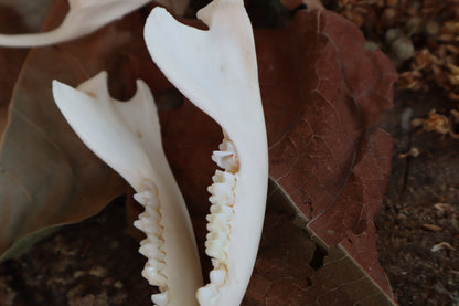 Juvenile Opossum Skull