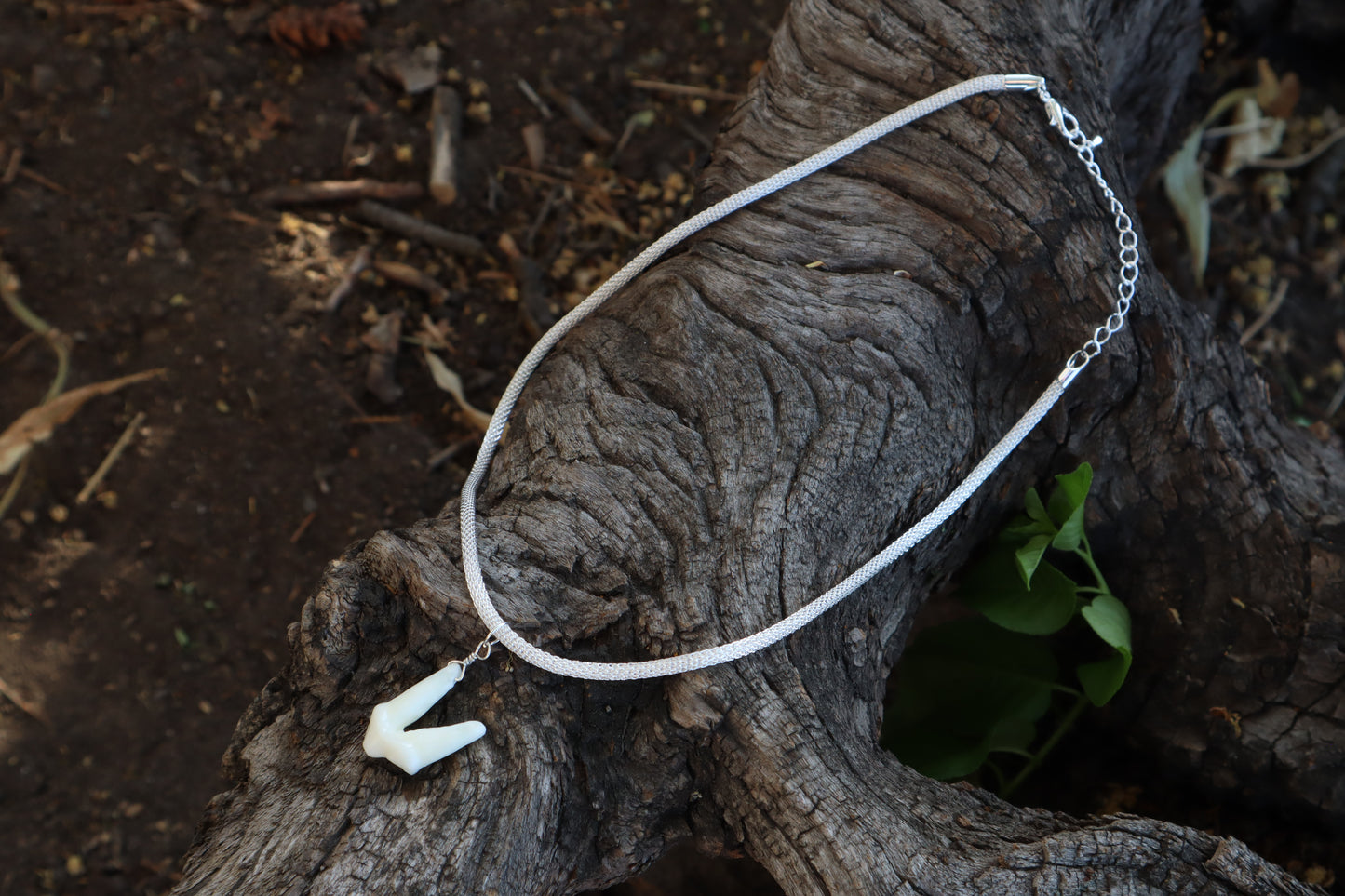 Gray Wolf Tooth Necklace