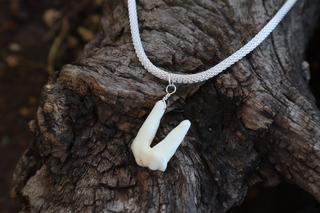 Gray Wolf Tooth Necklace