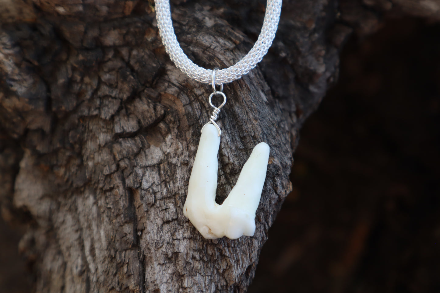 Gray Wolf Tooth Necklace