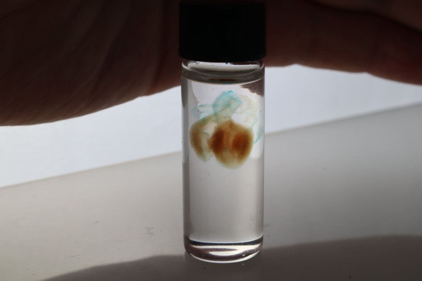 Diaphonized Fetal Coyote Heart