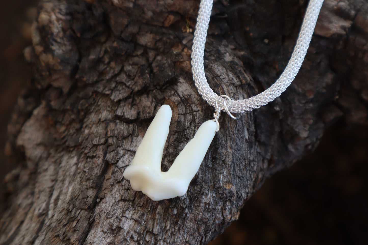 Gray Wolf Tooth Necklace